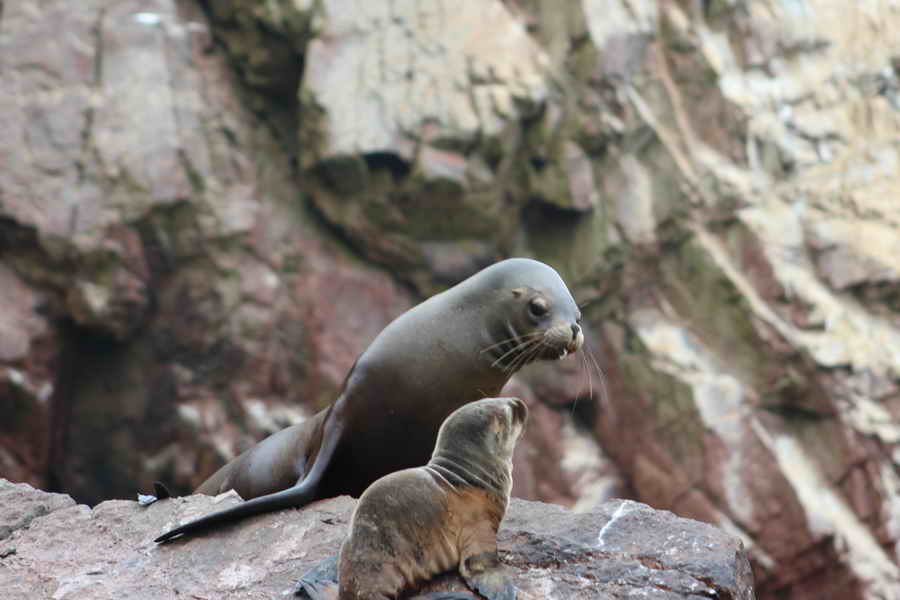Isla ballestas - Lobo marino