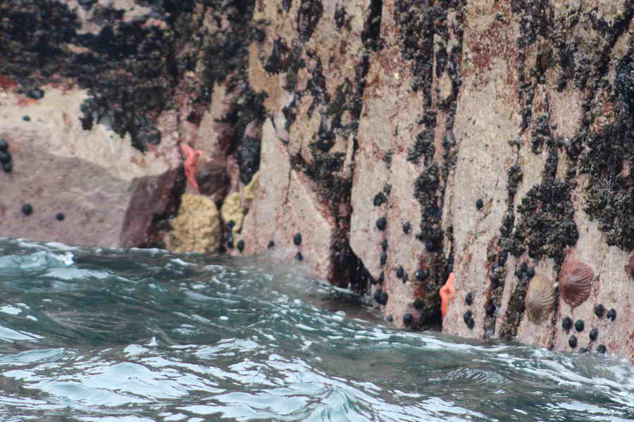 Islas Ballestas - estrella de mar