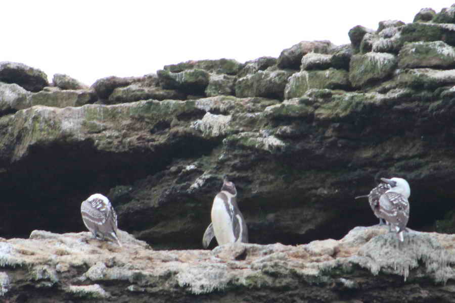 Pinguinos en islas Ballestas