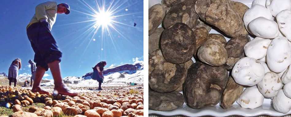 Chuno y moraya dishidratacion desde la época inca